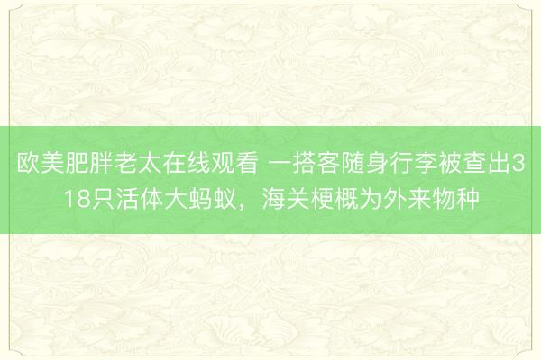 欧美肥胖老太在线观看 一搭客随身行李被查出318只活体大蚂蚁,海关梗概为外来物种